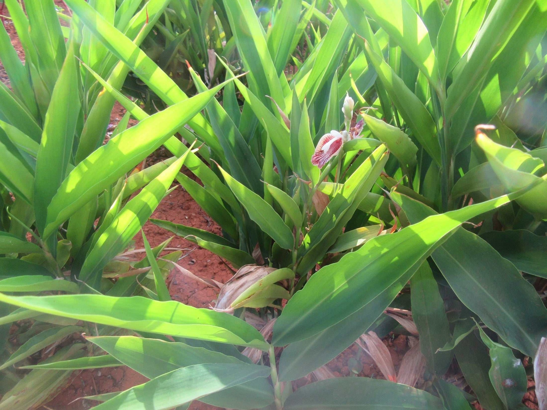 Ginger capsules vegetarian supplement supporting metabolism and digestion with supercharged extract